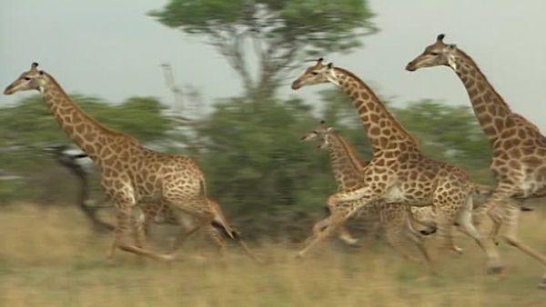 Vets on the Wild Side - Episode 10