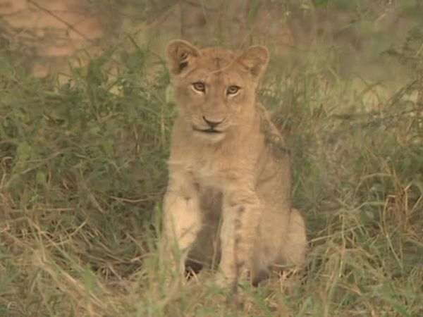 Vets on the Wild Side - Episode 13