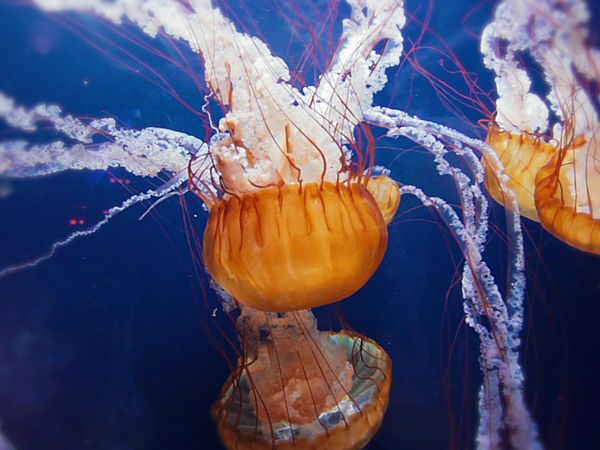 El que sabe, sabe - ¡La ciencia detrás del miedo, el Big Bang, el Himalaya!