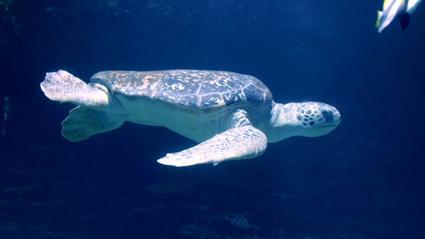 El que sabe, sabe - ¡Gérmenes, galápagos y géiseres!