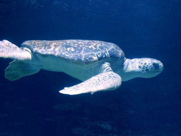 El que sabe, sabe - ¡Gérmenes, galápagos y géiseres!
