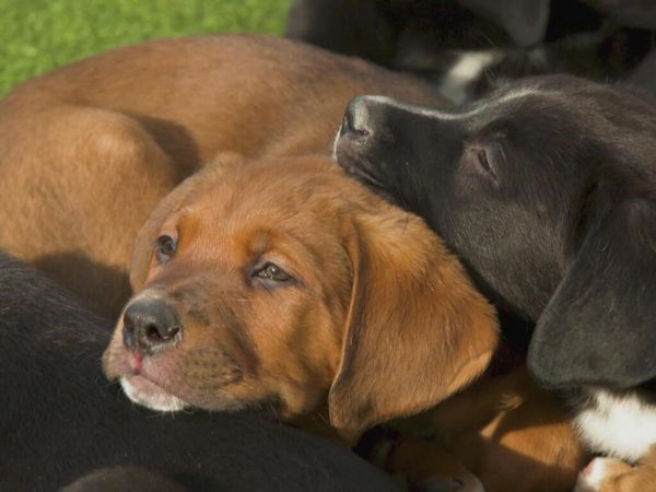 Extraordinary World with Jeff Corwin - Fostering Fur Family
