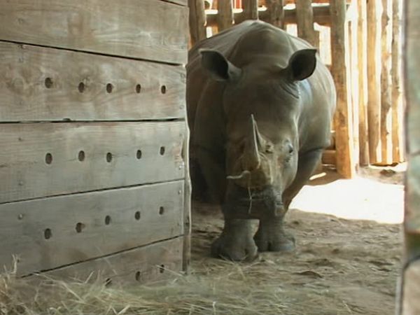 Vets on the Wild Side - Episode 7
