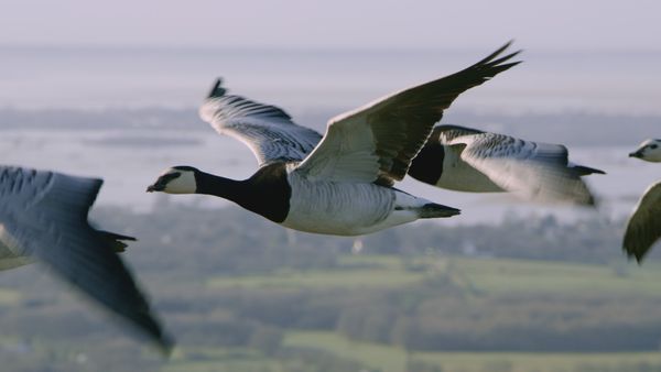 Into Farm Animal's Minds - Mysteries of the Goose