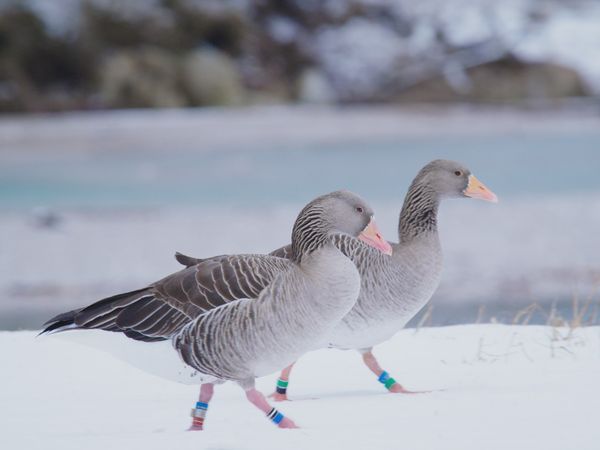 Into Farm Animal's Minds - Mysteries of the Goose