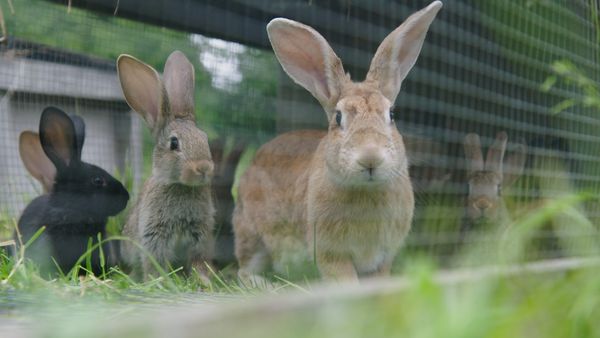 Into Farm Animal's Minds - Rabbit: Designed for Survival