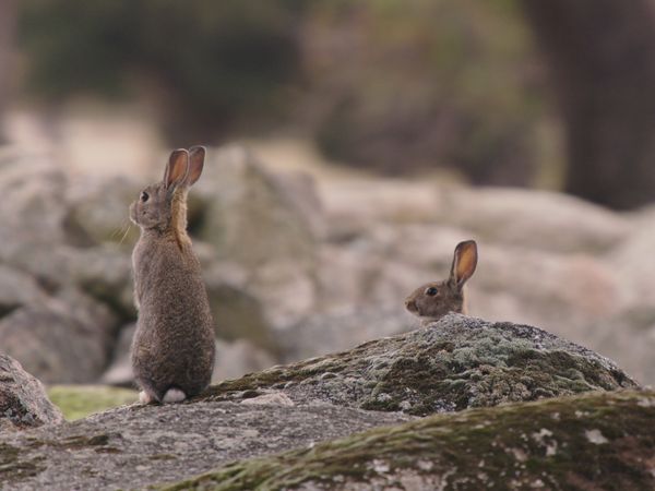 Into Farm Animal's Minds - Rabbit: Designed for Survival