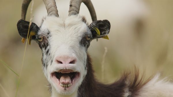 Into Farm Animal's Minds - Very Clever Goats