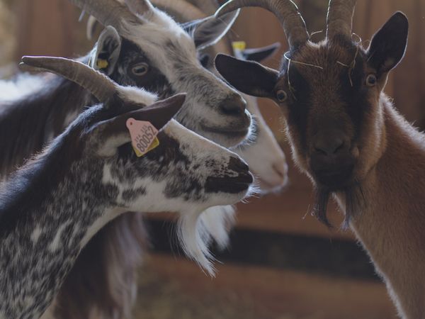 Into Farm Animal's Minds - Very Clever Goats