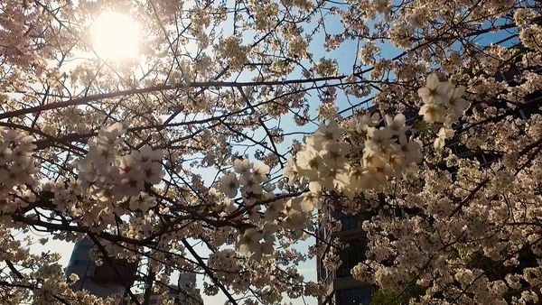 No Luggage - Kyoto Cherry Blossom