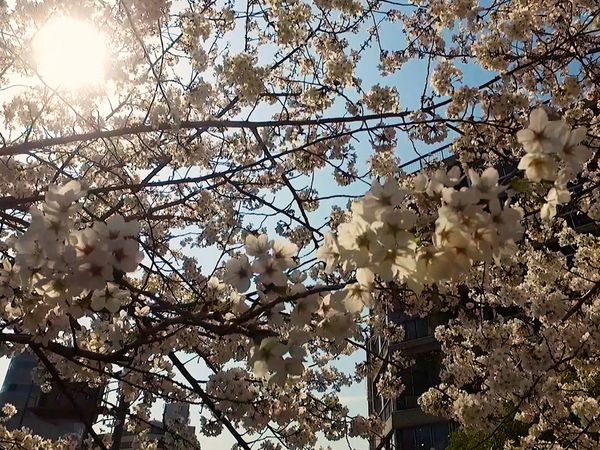 No Luggage - Kyoto Cherry Blossom
