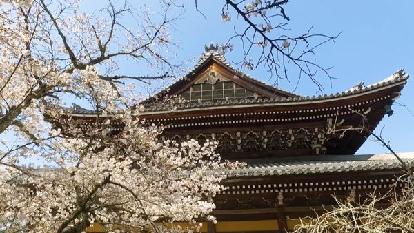 No Luggage - Shinto Temples