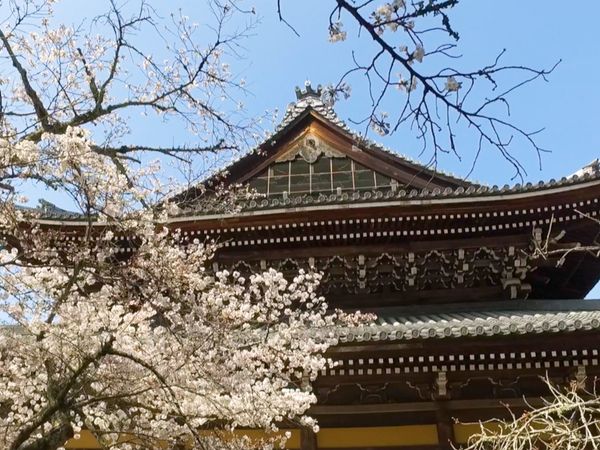 No Luggage - Shinto Temples