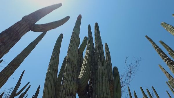 No Luggage - Land of Cacti