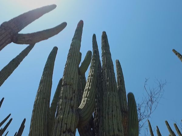 No Luggage - Land of Cacti