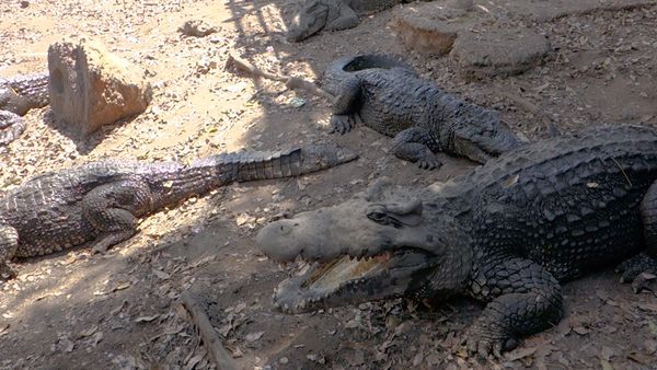 No Luggage - Crocodiles' Farm