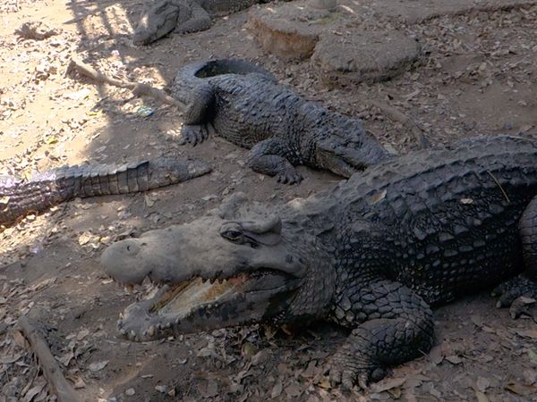 No Luggage - Crocodiles' Farm