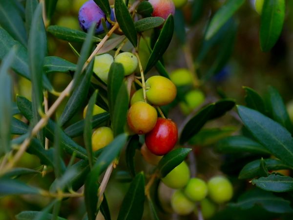 No Luggage - Olive Oil