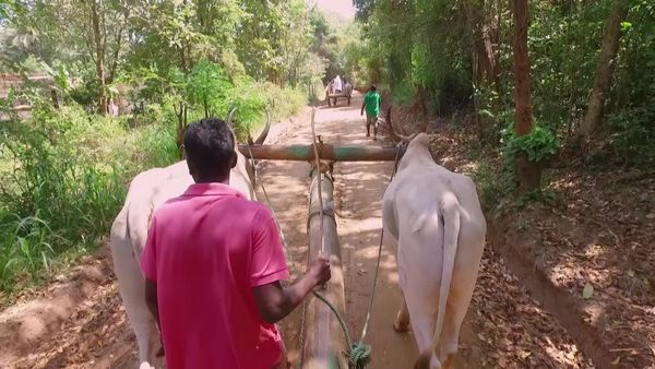 No Luggage - India Sri Lanka Elephants