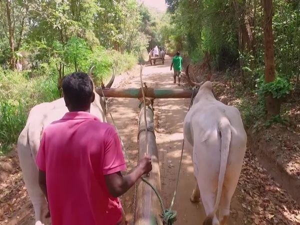 No Luggage - India Sri Lanka Elephants
