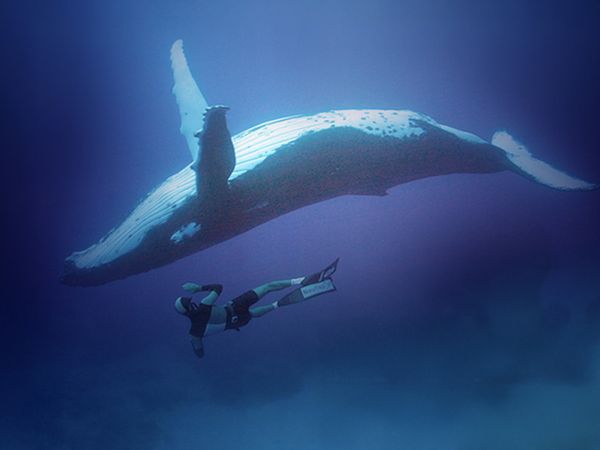 Adventure Ocean Quest - The Giants Of Rurutu - The Giants of Rurutu