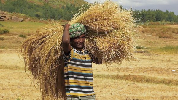 No Luggage - Work on the Tef Fields
