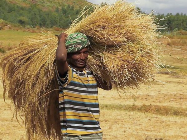 No Luggage - Work on the Tef Fields