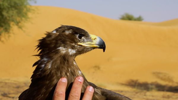 No Luggage - Hunting with Falcons Part 1