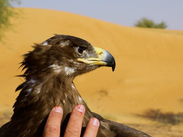 No Luggage - Hunting with Falcons Part 1