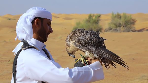 No Luggage - Hunting with Falcons Part 2
