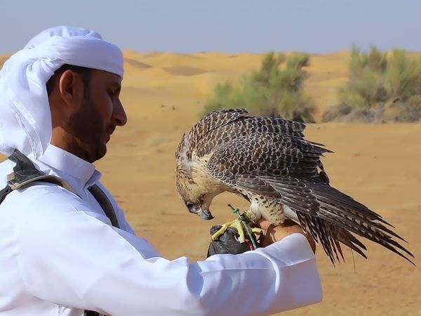 No Luggage - Hunting with Falcons Part 2