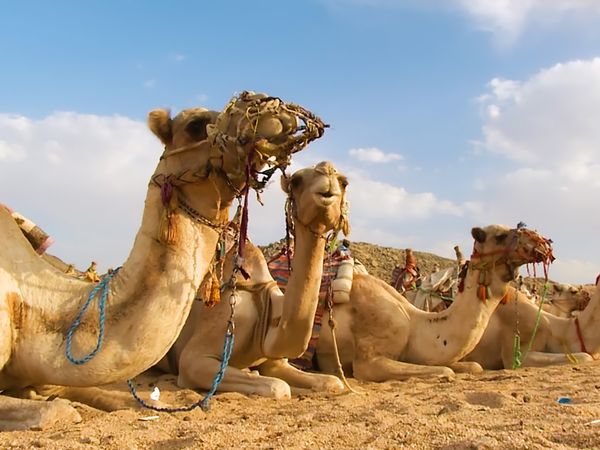 No Luggage - Sahara