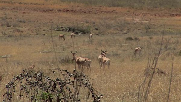 Miracles of Nature - Episodio 8