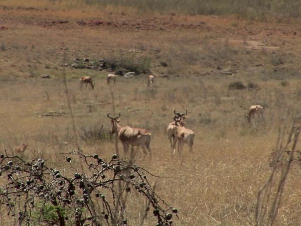 Miracles of Nature - Episodio 8