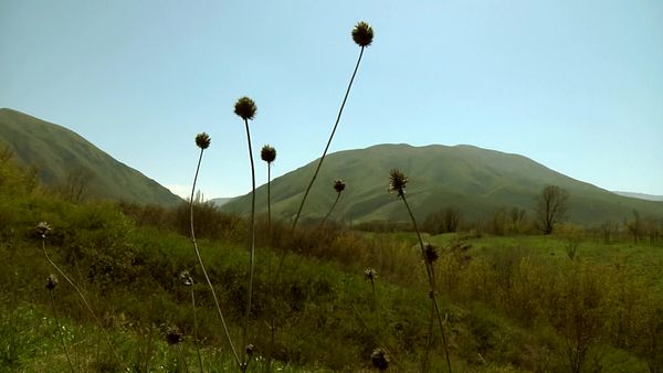 Miracles of Nature - Episodio 11