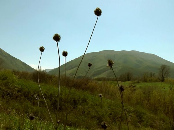 Miracles of Nature - Episodio 11