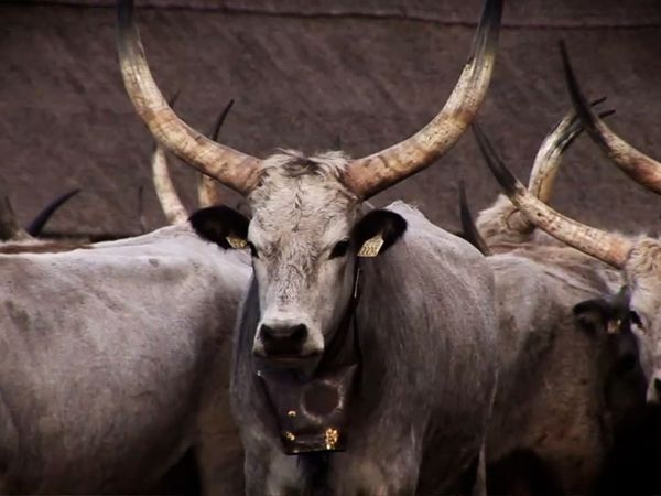 Miracles of Nature - Episodio 18