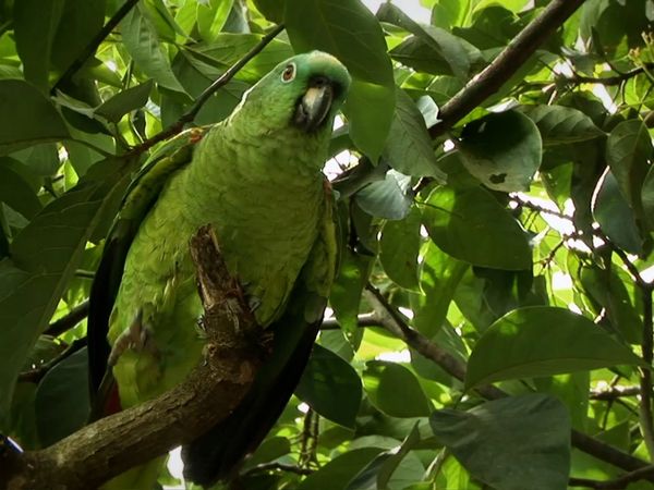 Miracles of Nature - Episodio 20