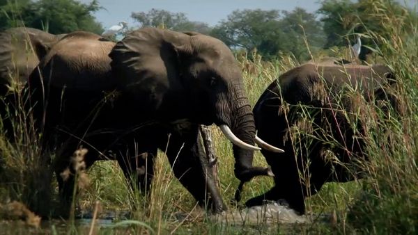 Miracles of Nature - Episodio 21