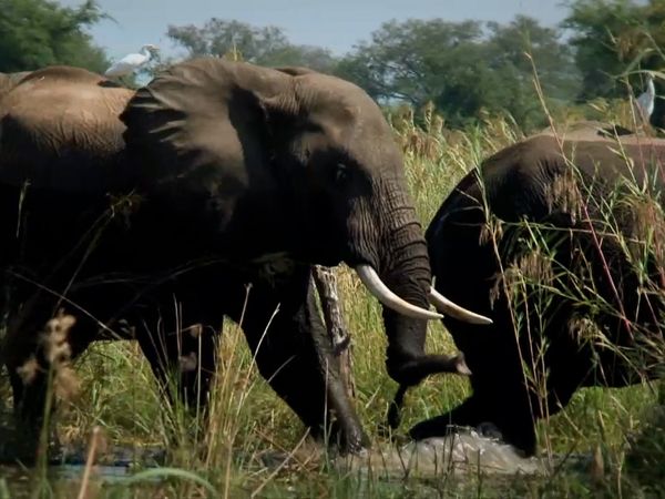 Miracles of Nature - Episodio 21