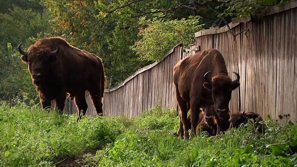 Miracles of Nature - Episodio 23