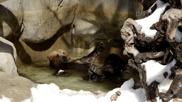 Get Wild - Episodio 1