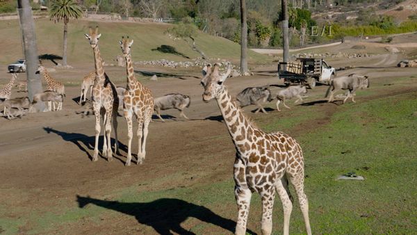 Get Wild - Episodio 2
