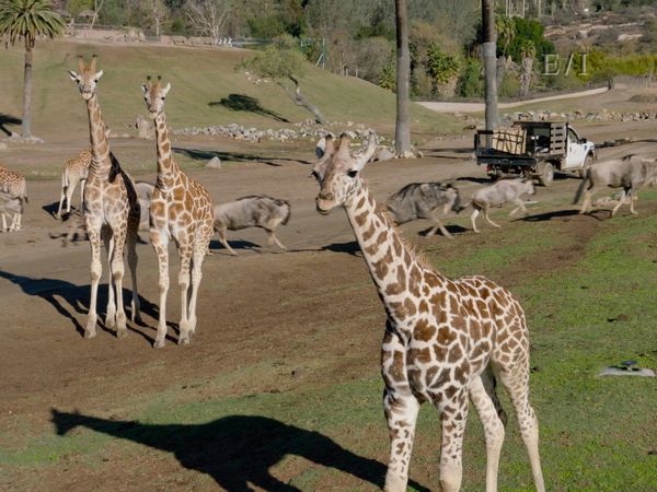 Get Wild - Episodio 2