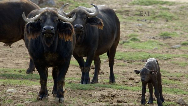 Get Wild - Episodio 4