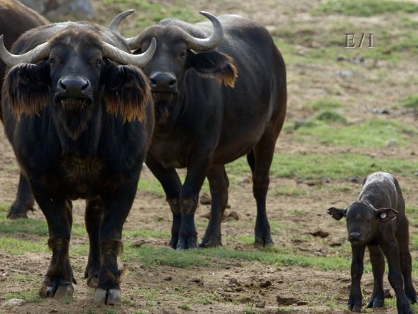 Get Wild - Episodio 4