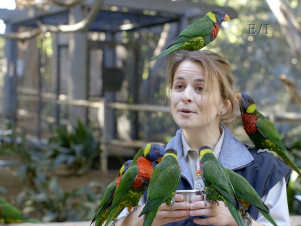 Get Wild - Episodio 5