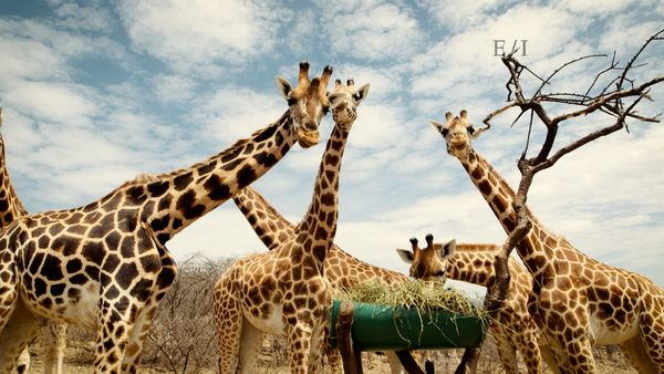 Get Wild - Episodio 6