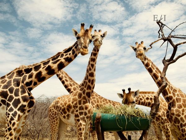 Get Wild - Episodio 6