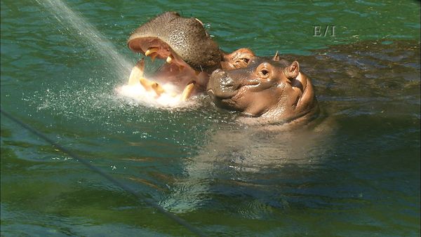 Get Wild - Episodio 8